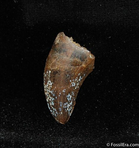 Sweet Inch Dromaeosaur / Raptor Tooth #447